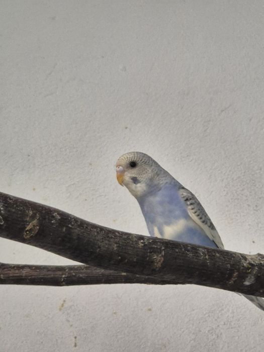 Młode papugi faliste