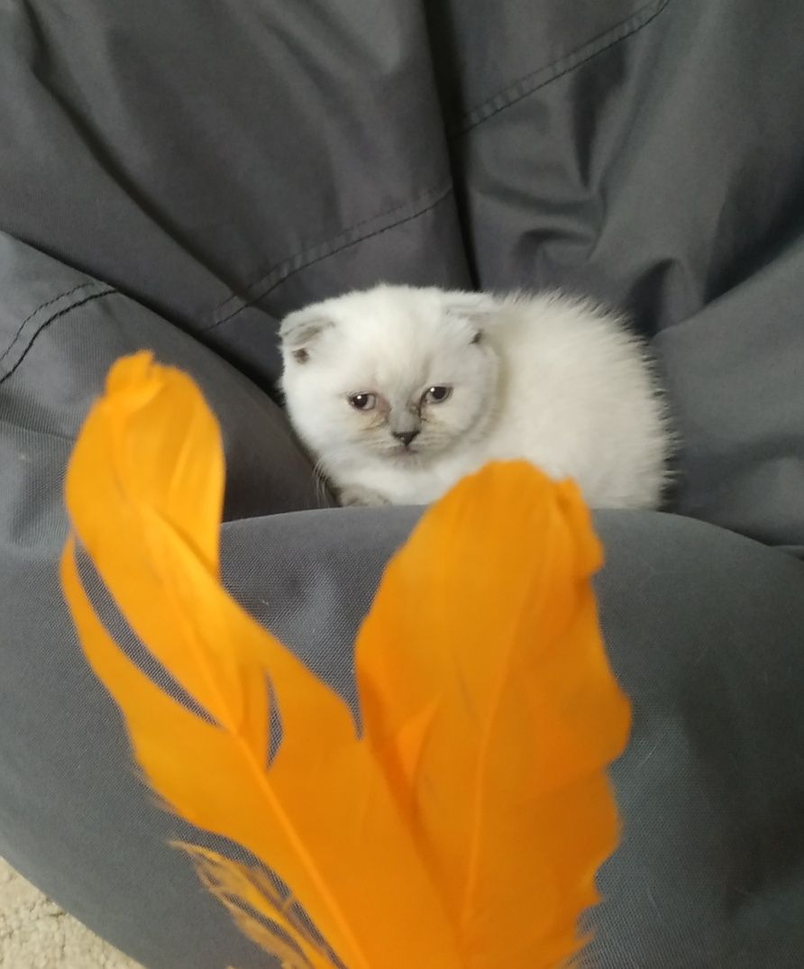 Девочка скоттиш фолд