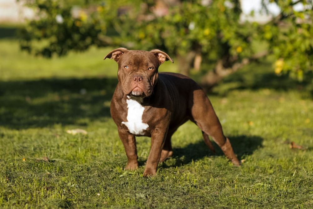 American Bully Pocked suczka ABKC