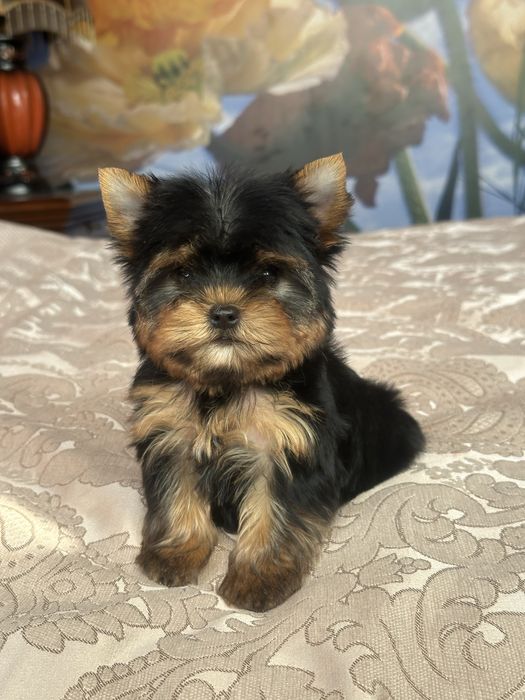 Справжні маленькі красені