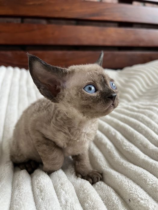 Kocurek Devon Rex WCF lekgalna hodowla
