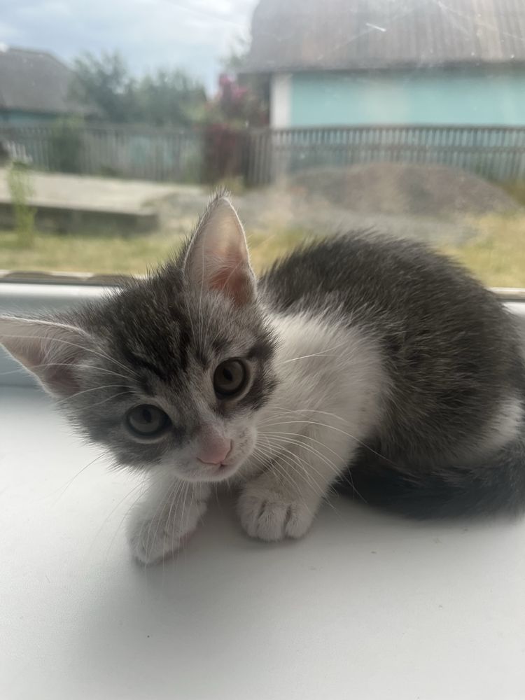 Котенята дівчата