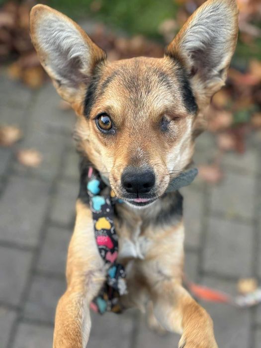 Bardzo przyjacielski psiak nie ma oczka adoptuj