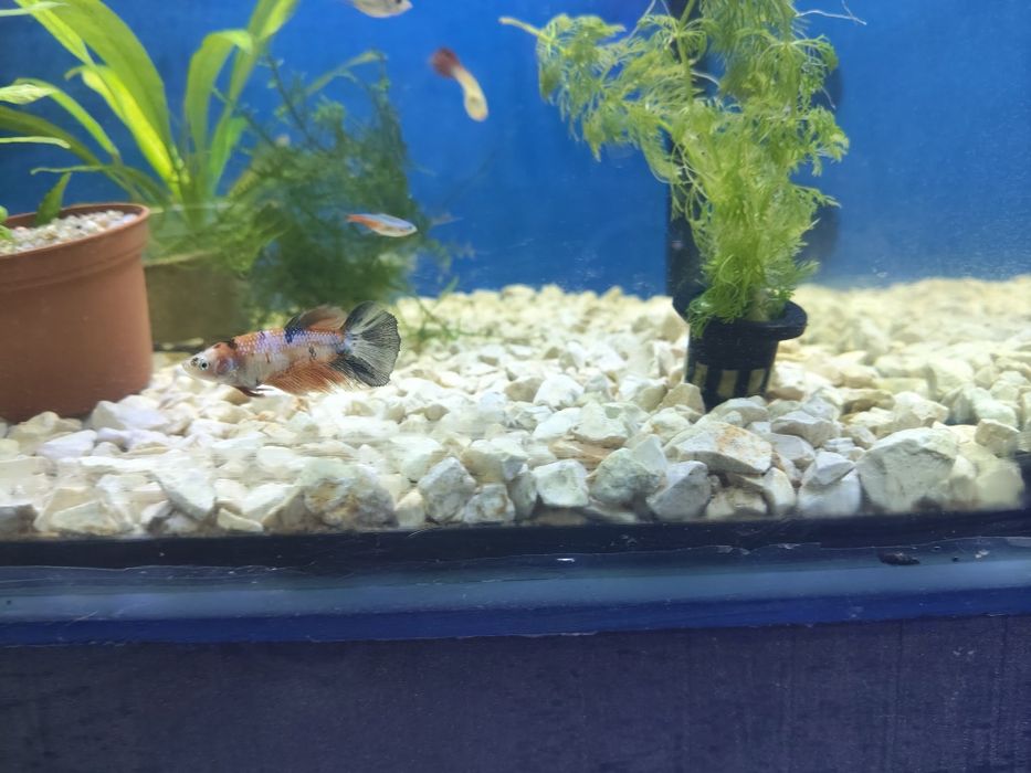 Bettas fêmeas variadas