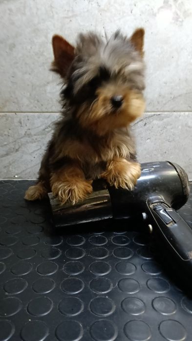 Красивые малыши Йорка Мерль Блю тан.