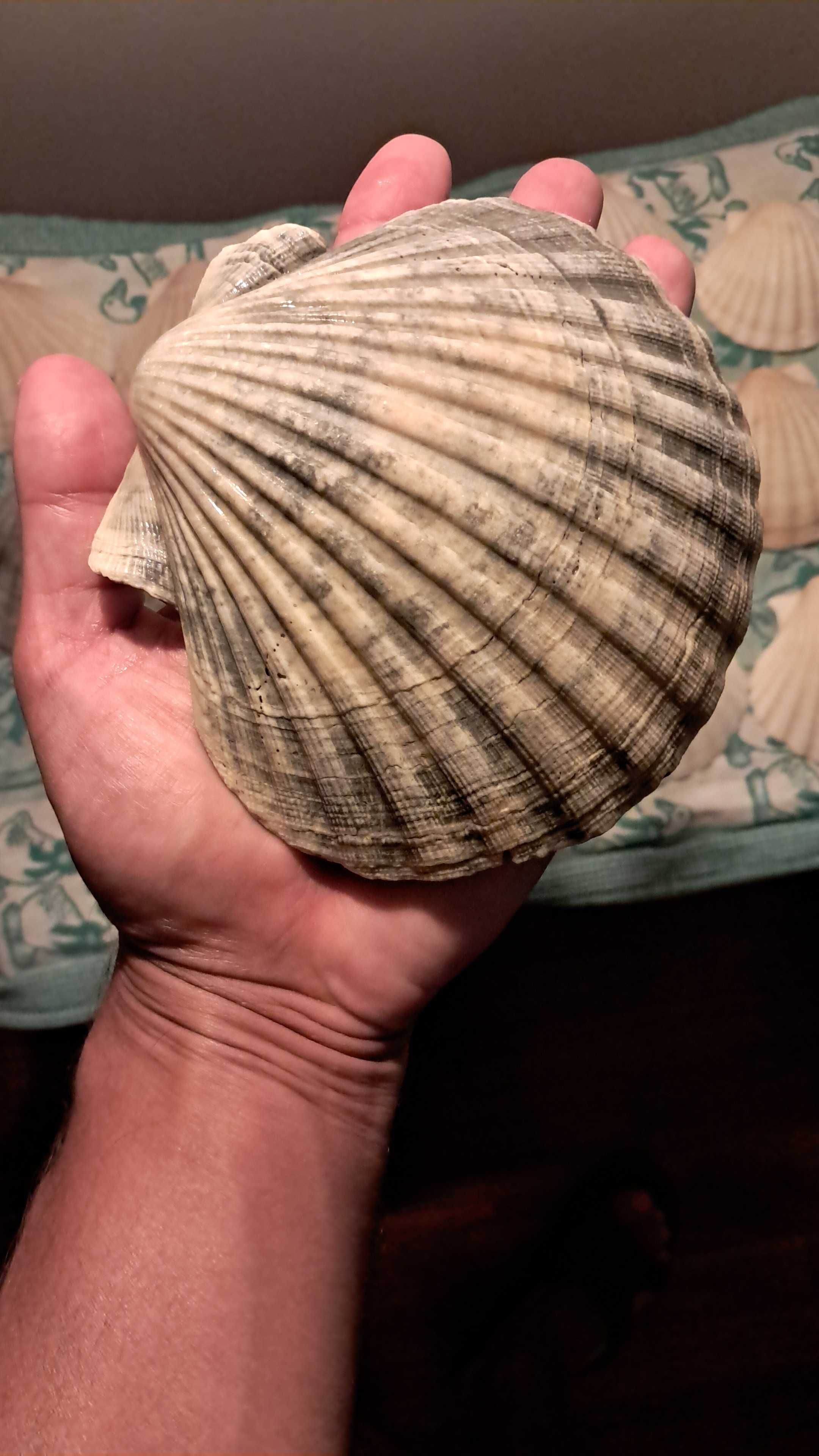 Conchas marinhas