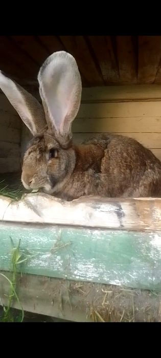 Samica olbrzym belgijski