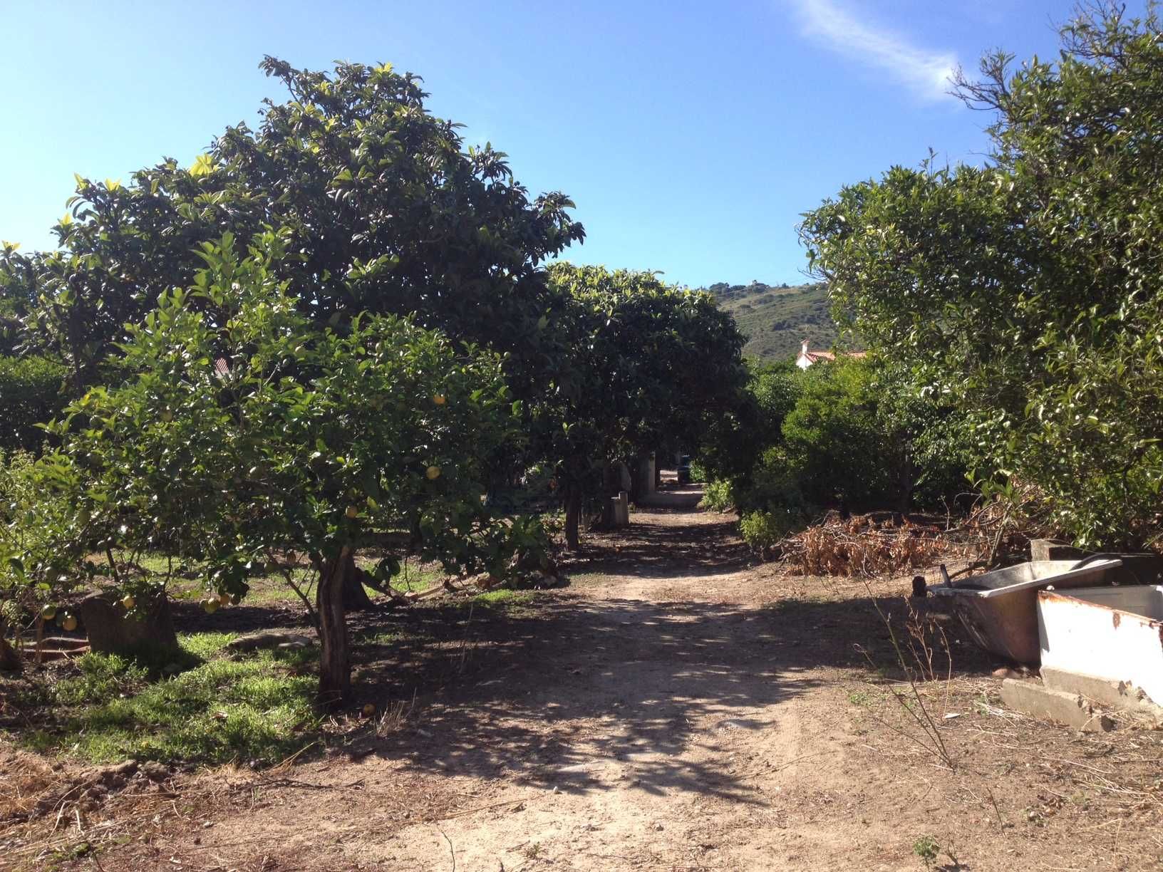 Aluga-se Quinta de produção agrícola - 2 Hectares - em PLENA produção