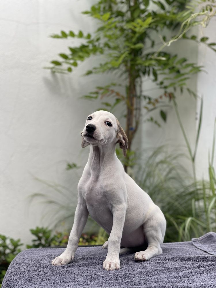 Whippet suczka ZKwP Revirado FCI gotowa do odbioru