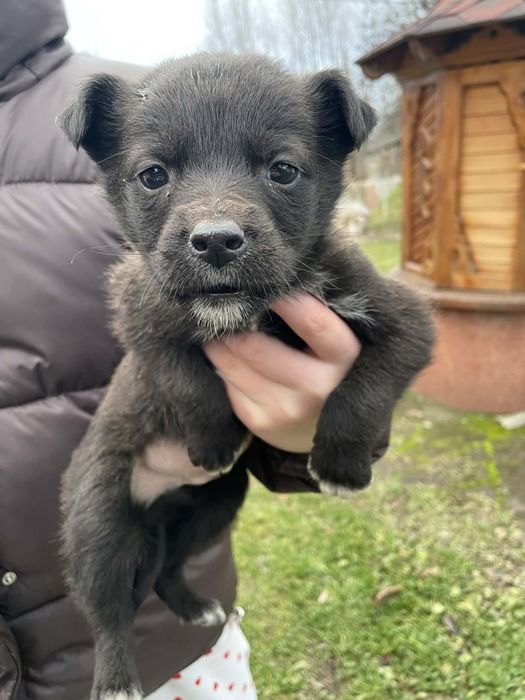 Віддам в добрі руку