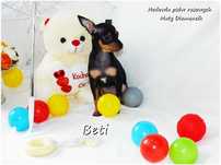 Mini Suczka BETI Ratlerek Sarenka Pinczer miniaturowy + Rodowód