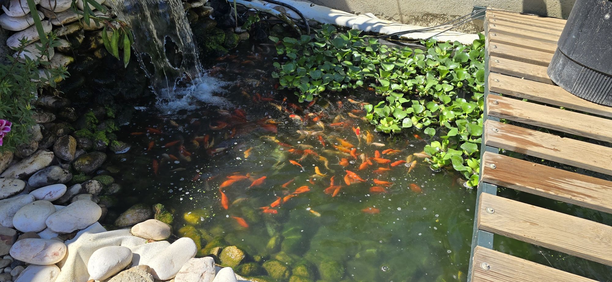 Vendo Carpas Koi - preço consoante o tamanho