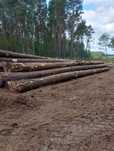 Sosna tartaczna, dłużyca 100-u letnia, 130m³
