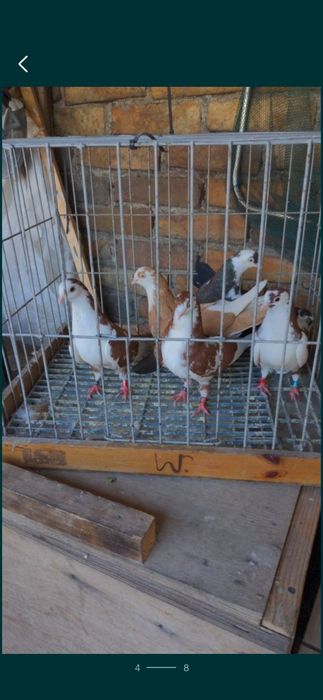 Wywrotki Rollery Gałackie gołębie