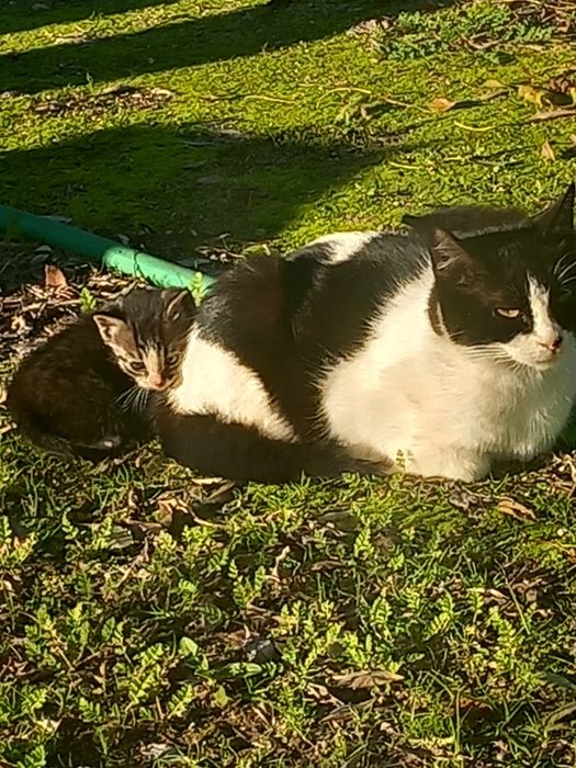 Adoção de gatinhos bebés