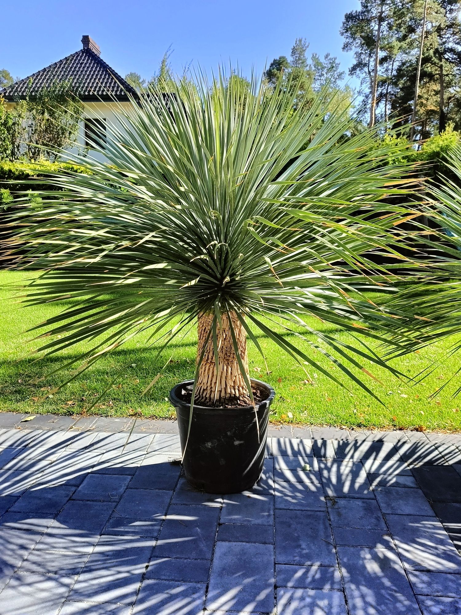 Yucca rostrata 150cm pień 40-50cm. Juka. Yucca filifera