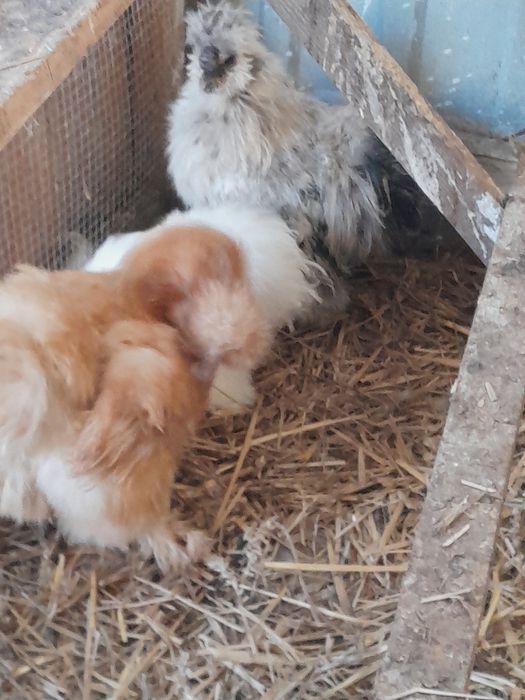 Siłki 3 kury i 1kogut komplet