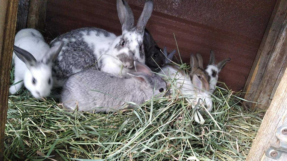 Кролики молодняк та дорослi