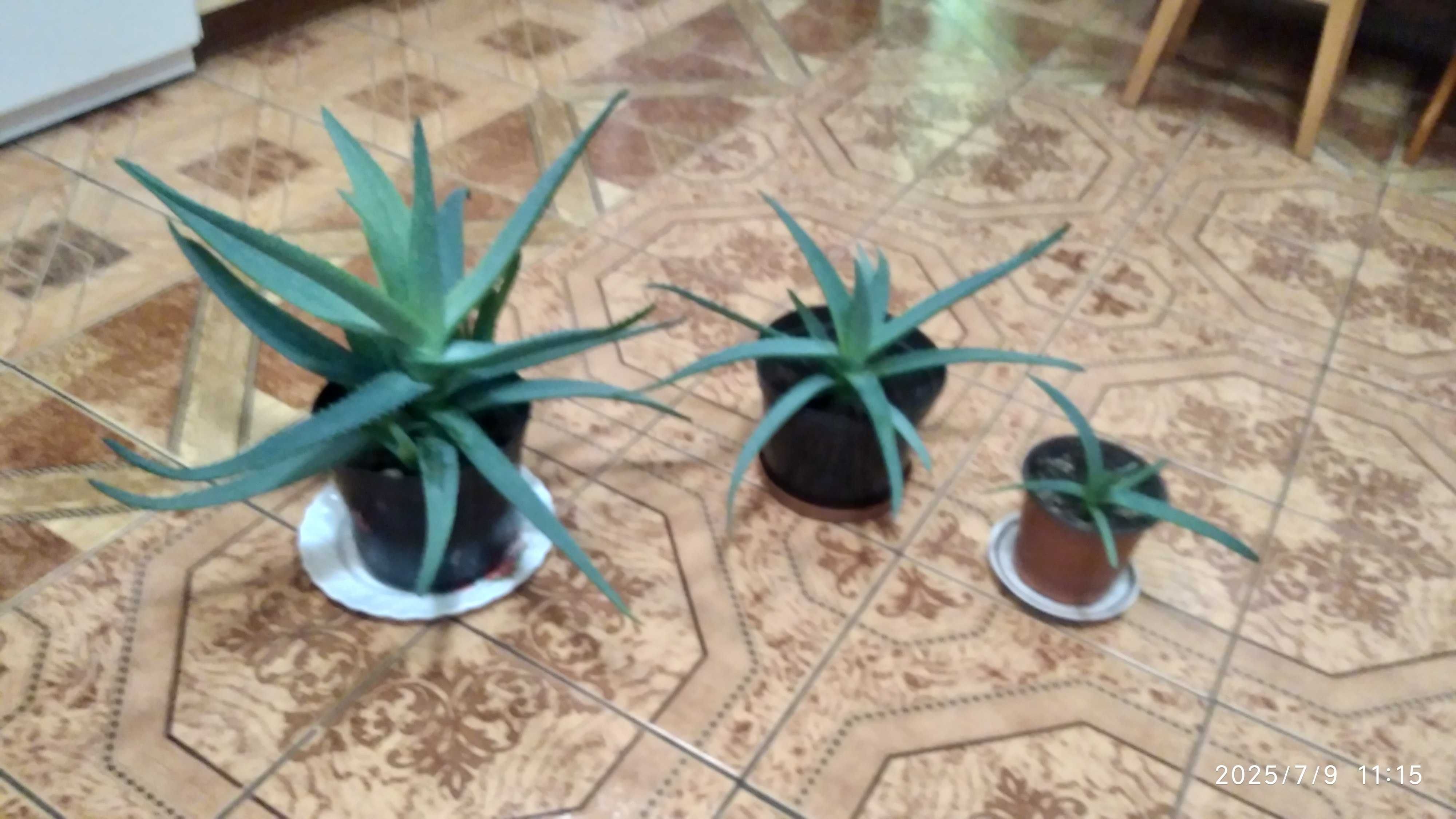 Алоэ вера, aloe real, алоэ весеннее