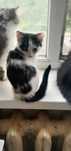Возьмите котенка бесплатно. Кошечка. Кошка даром. Котята
