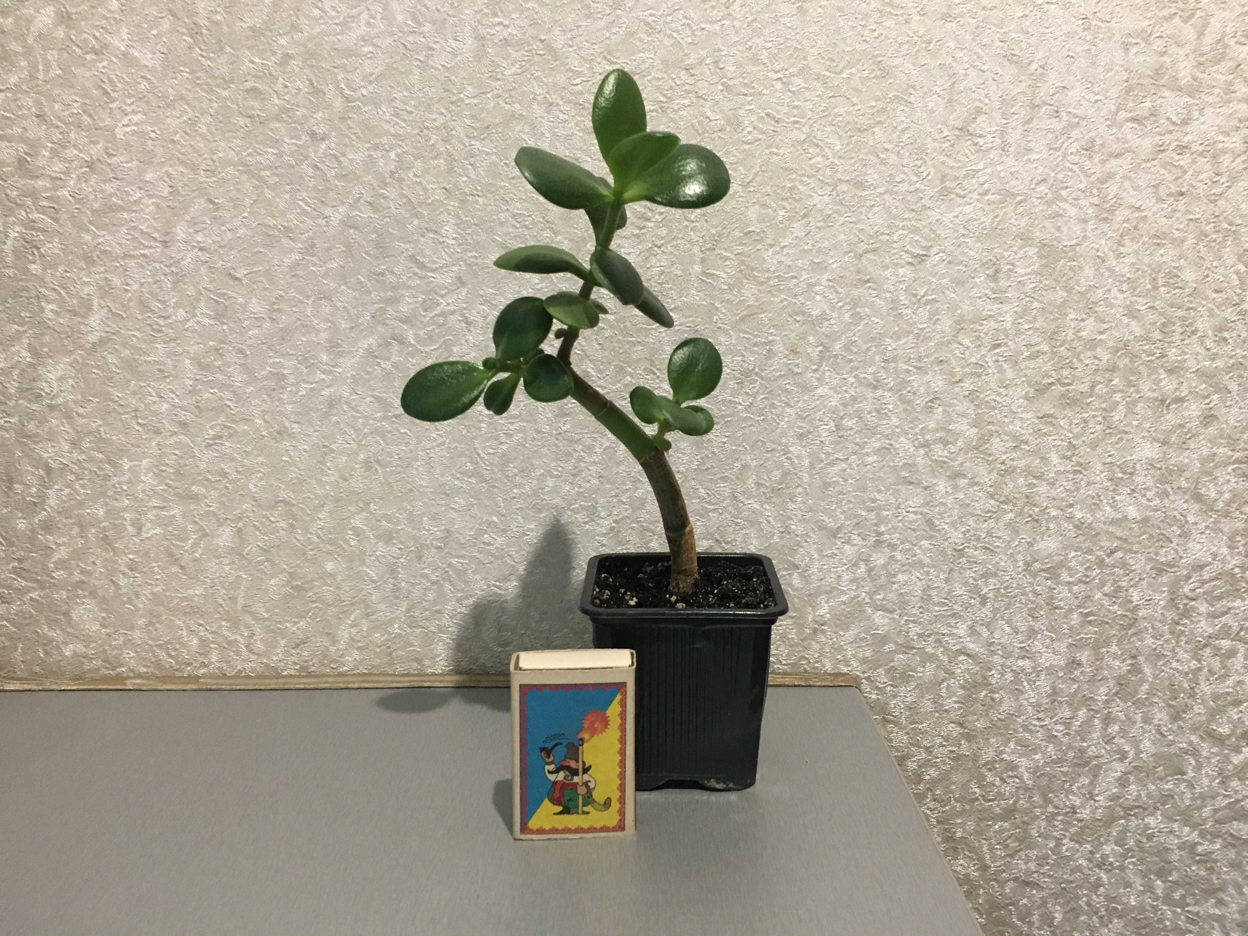 Суккулент денежное дерево крассула