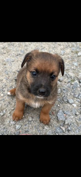 Oddam pieski w dobre ręce