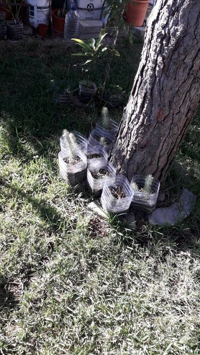 Arvores de abacates, maracujás, orquideas e pinheiros mansos e OUTRAS