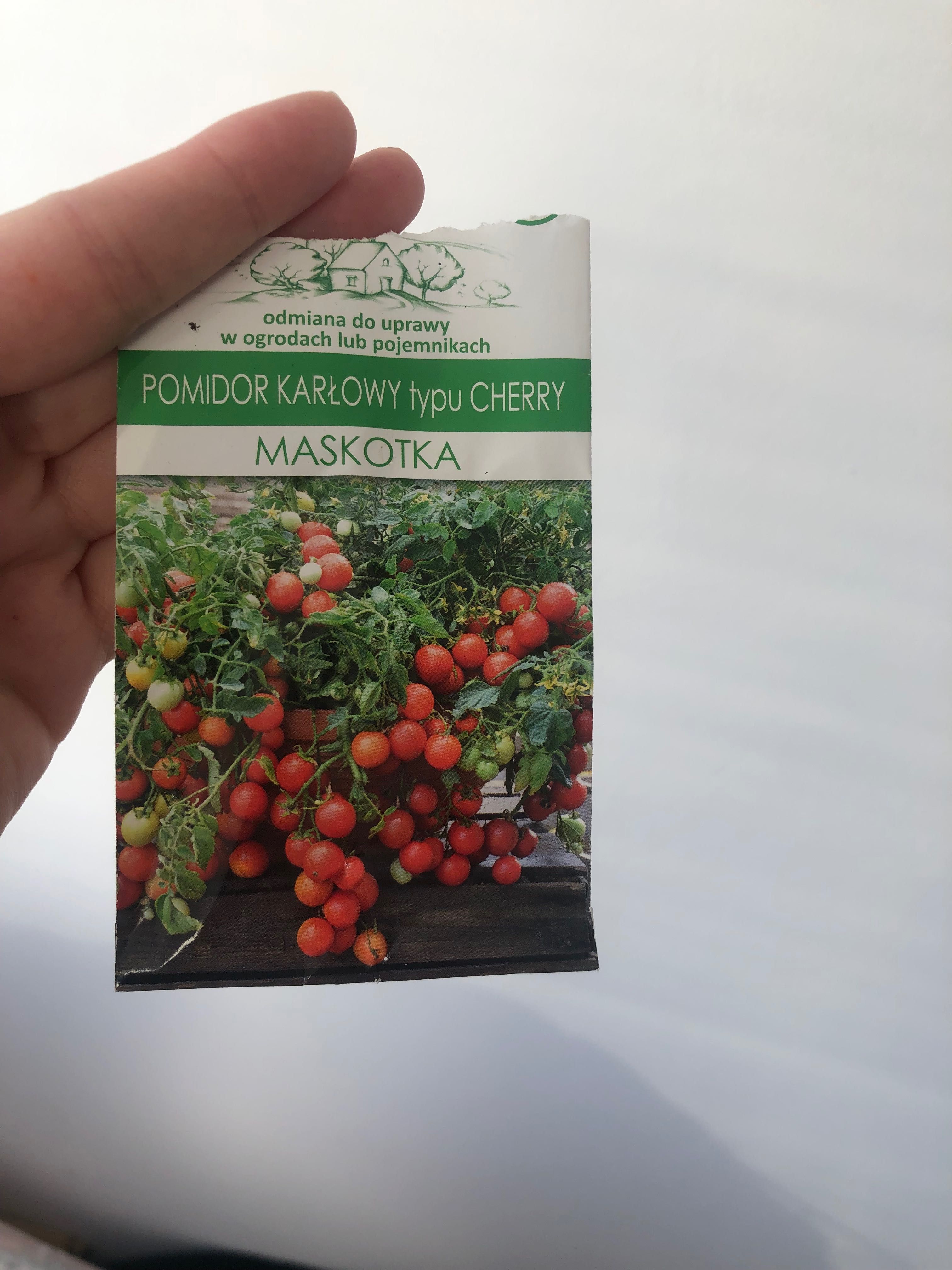 Sadzonka papryczka chilli pomidorki cherry maskotka