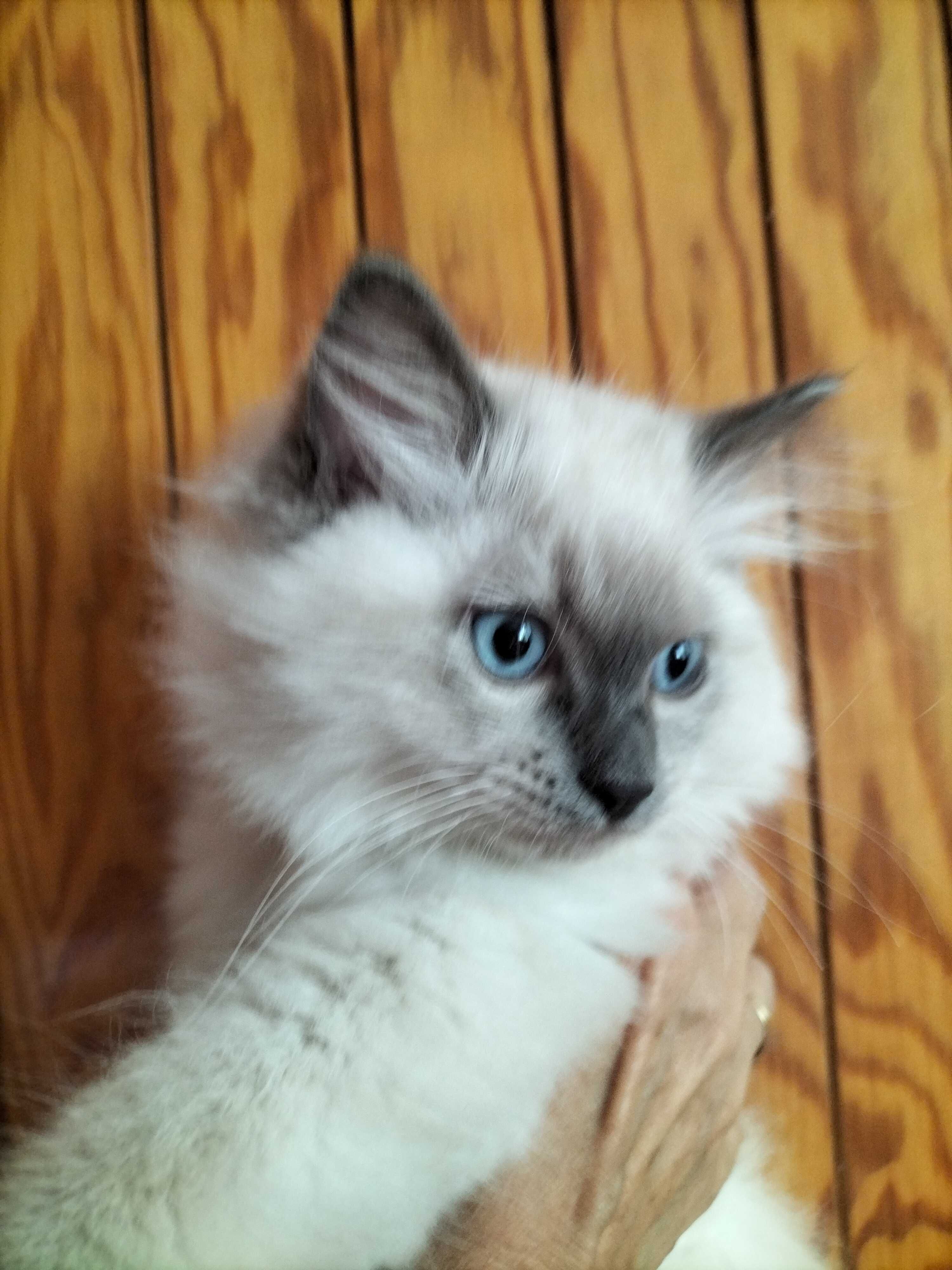 Śliczny kocurek Ragdoll FPL ( likwidacja hodowli)