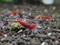 Krewetka Caridina Taiwan Bee - Red Ruby Extreme