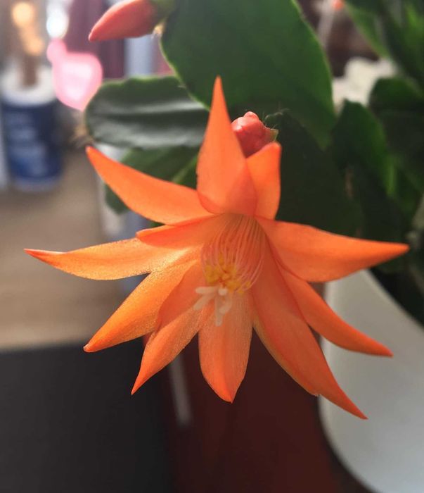 Kaktus wielkanocny Rhipsalidopsis wielkanocnik 3 kolory