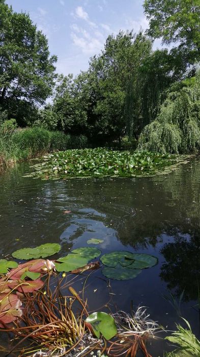 Лотос (Нимфеи, Водяные Лилии )