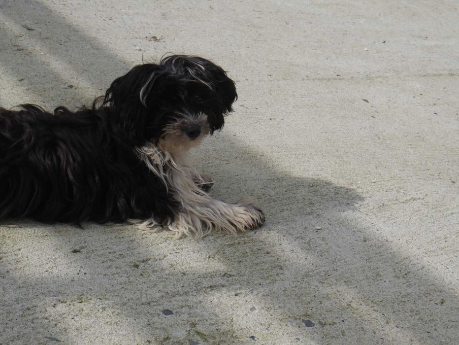 Maltipoo Urocza odchowana sunia