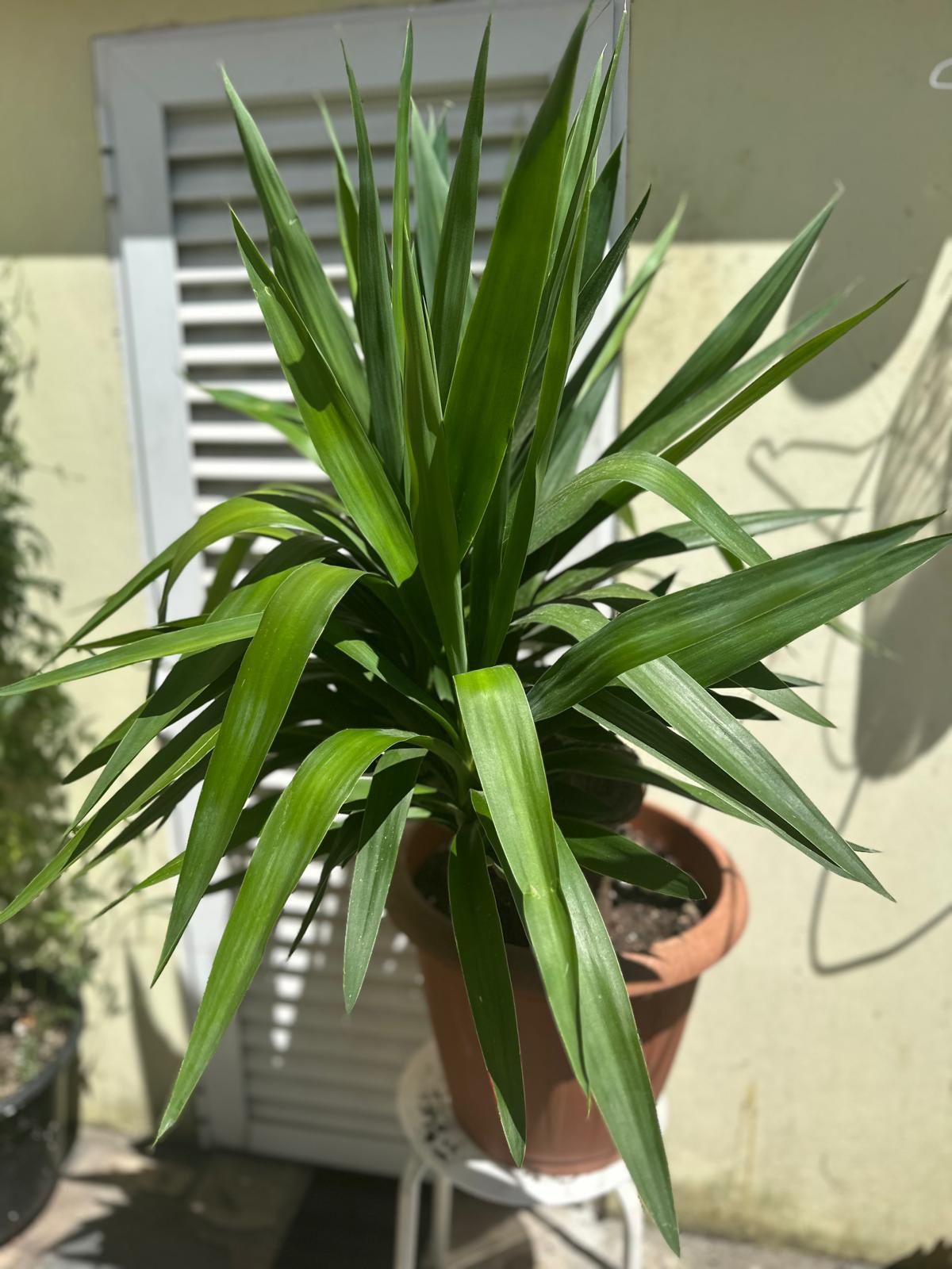 Planta Aicula ..