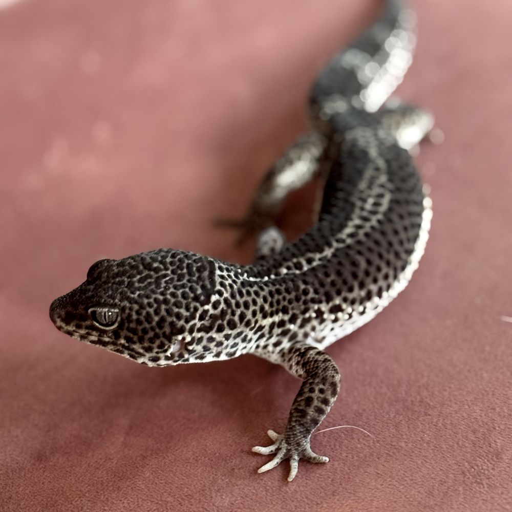 Gekony lamparcie - Carbon - maluchy 07/2025 - Eublepharis macularius