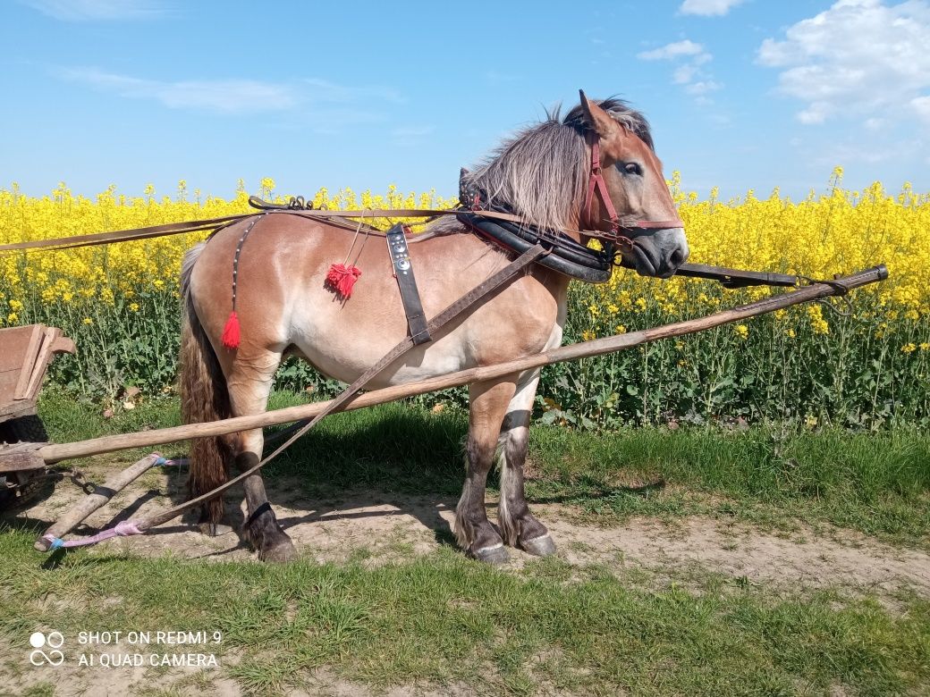 Źrebica zimnokrwista - zaprzęgana!