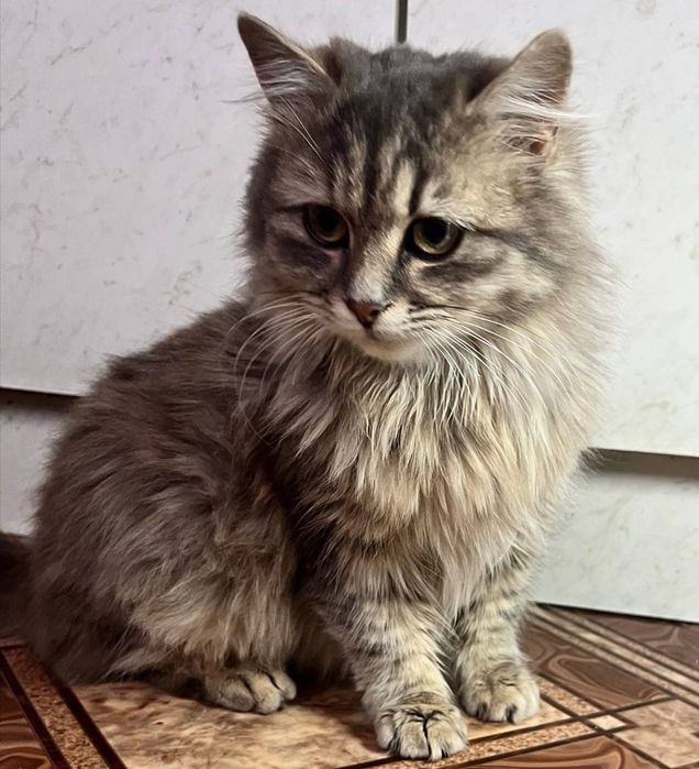 Кошеня у подарунок! Гарна та лагідна!