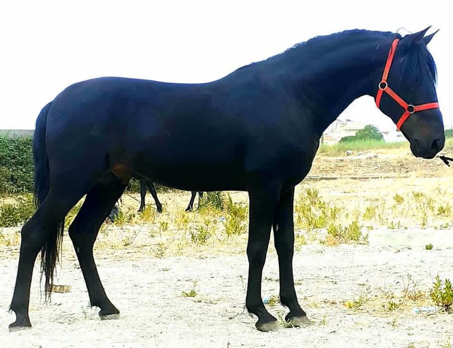 Cavalo preto troca/venda
