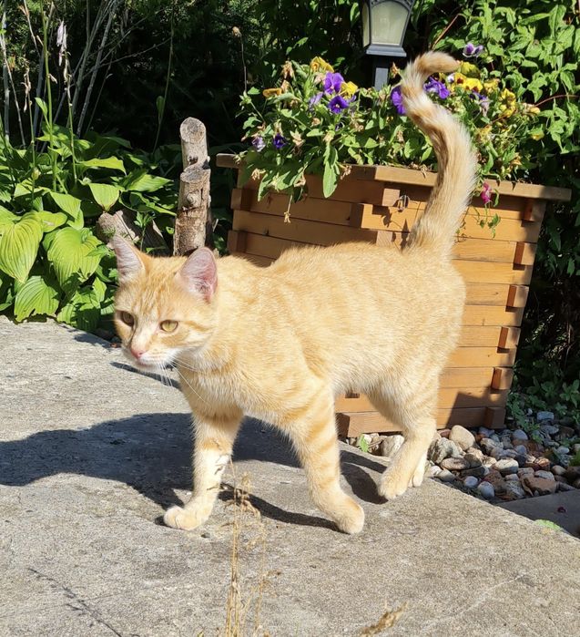 Zaginął kot rysiu, poszukiwany kot, jeśli go zobaczysz daj prosze znac