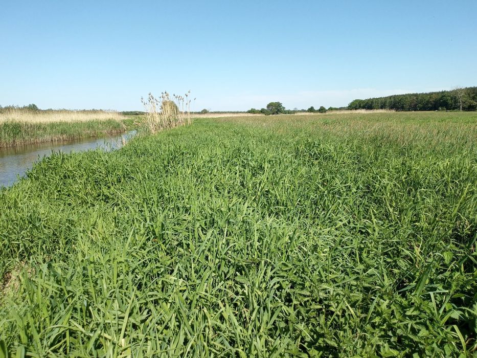 Łąka w przepięknej okolicy.