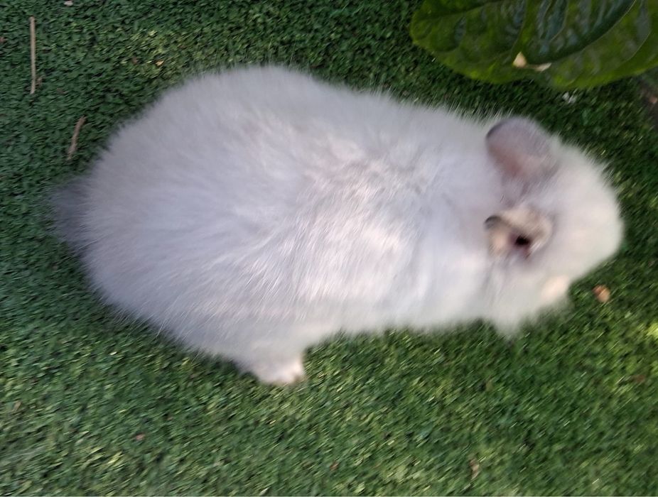 Coelhos anoes ou toy
