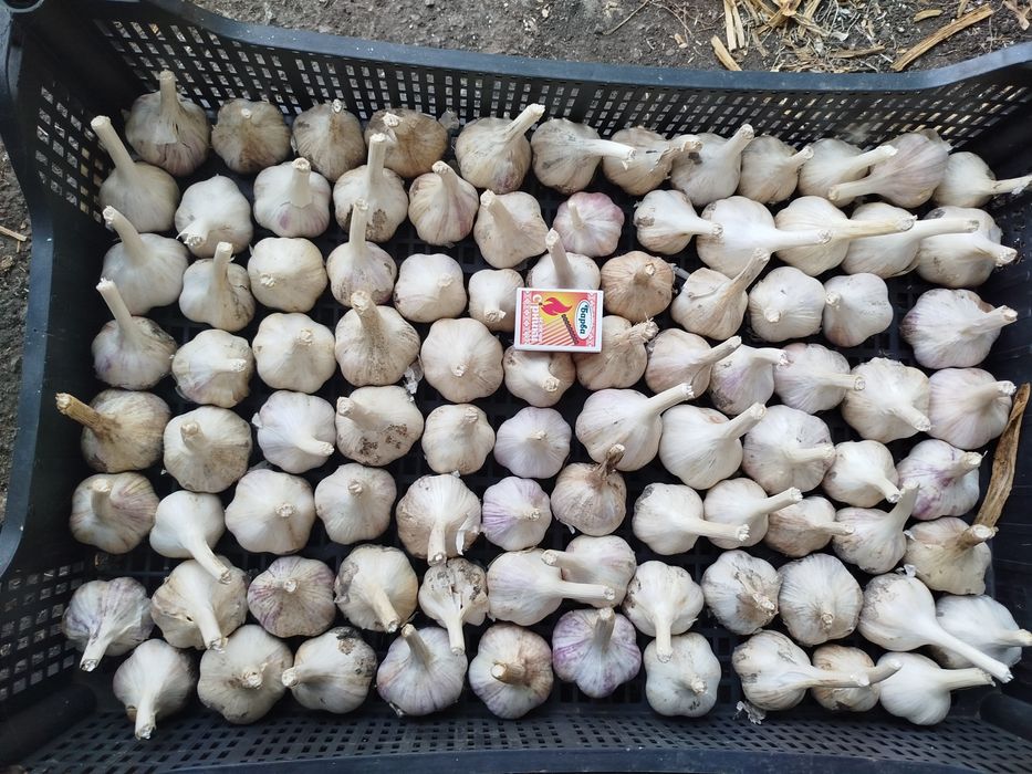 Часник на посадку