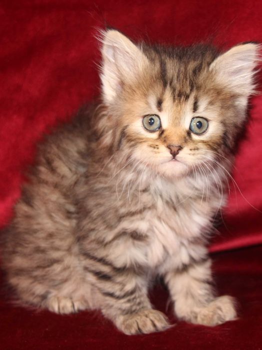 Crystal koteczka syberyjska z rodowodem FPL, legalna hodowla 18 lat