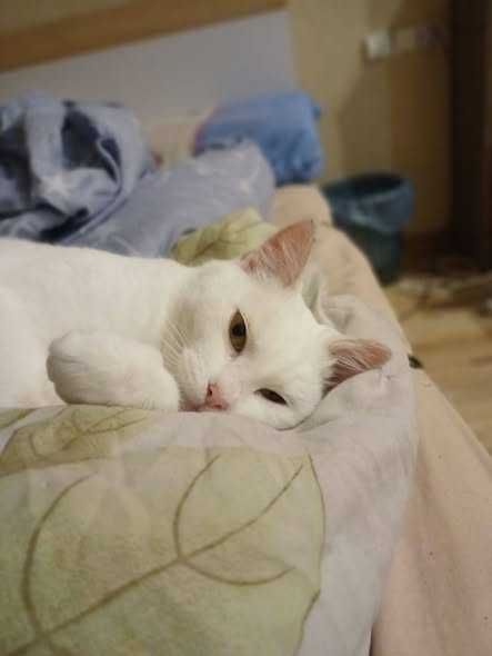 Кому пухнасту блондинку ?