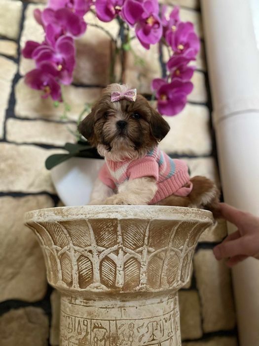 Urocza sunia shih tzu miniaturowa