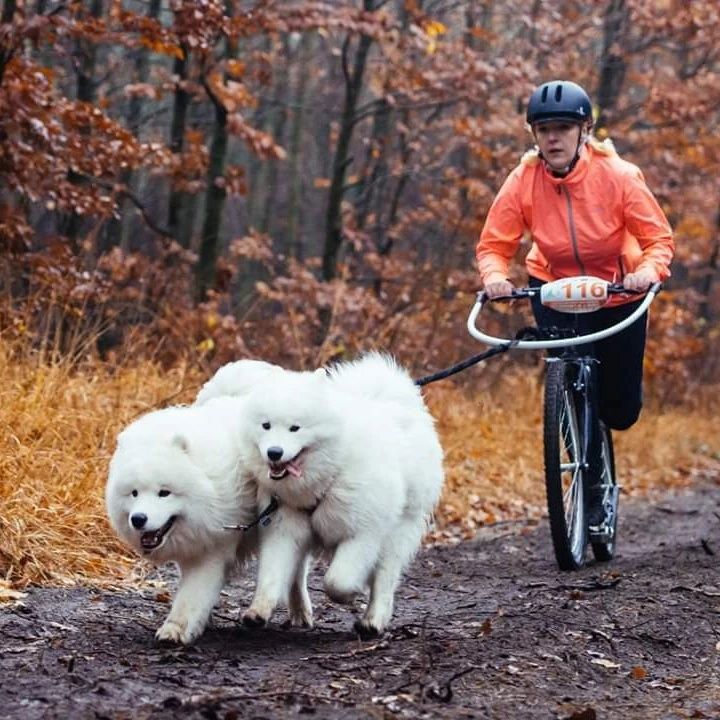 Samoyed ZKwP Ostatnia Suczka  gotowa do odbioru