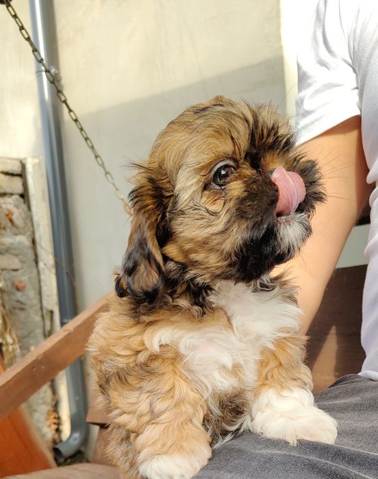 Śliczna Shih Tzu z rodowodem