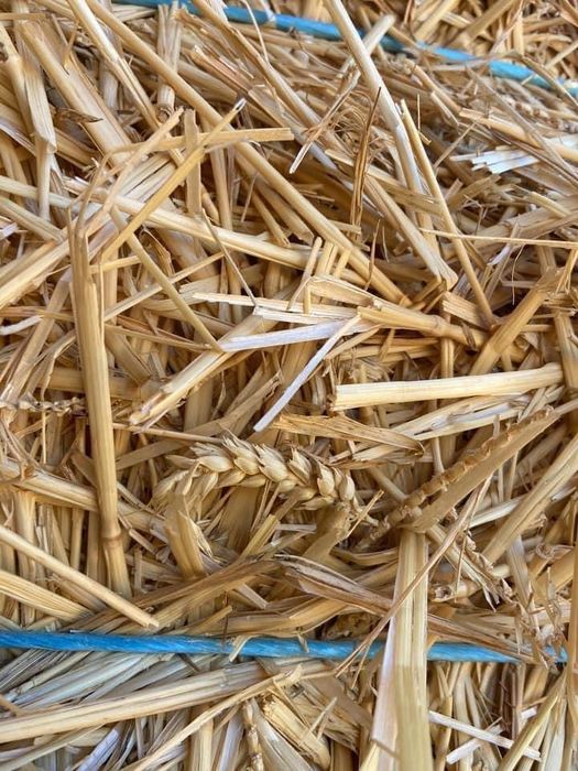 Palha de trigo’25