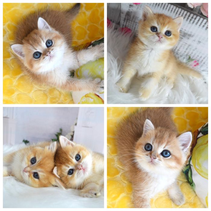 Британська золота шиншилла