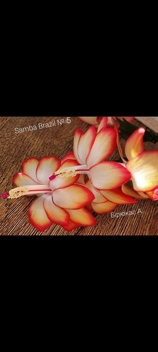 Шлюмбергера сортова